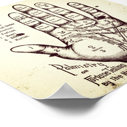 Palmitie Poster (Ecke)