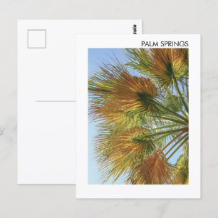 Palmsprings Palmen und Palmfronten Postkarte