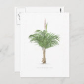 Palmzeichnungen Sammlung Postkarte (Vorne/Hinten)