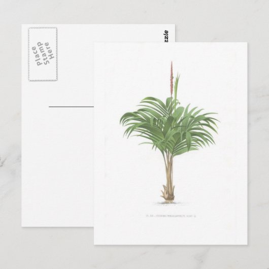 Palmzeichnungen Sammlung Postkarte (Vorne/Hinten)