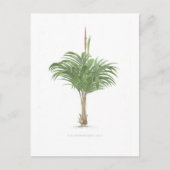 Palmzeichnungen Sammlung Postkarte (Vorderseite)