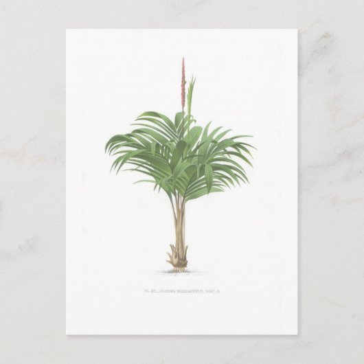 Palmzeichnungen Sammlung Postkarte (Vorderseite)