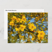 Palo Verde blüht im Frühjahr Postkarte (Vorne/Hinten)