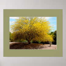 Palo Verde Tree Print