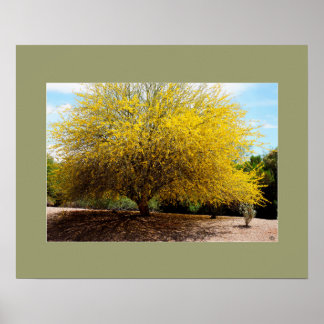 Palo Verde Tree Print Poster