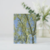 Palo Verde Trees Postkarte (Stehend Vorderseite)