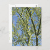 Palo Verde Trees Postkarte (Vorne/Hinten)