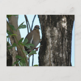 Paloma Tortola Postkarte