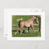 Palomino Arabian Postkarte (Vorne/Hinten)