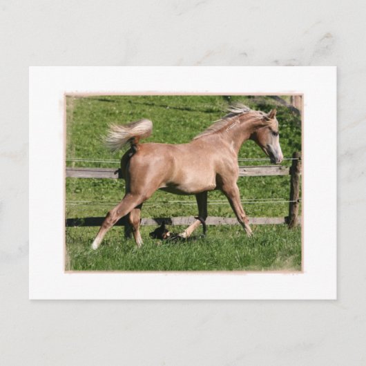 Palomino Arabian Postkarte (Vorderseite)