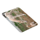 Palomino Baby Horse und Barn Cat Magnet (Rechte Seite)