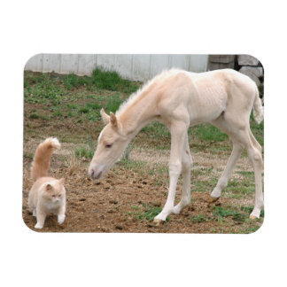 Palomino Baby Horse und Barn Cat Magnet