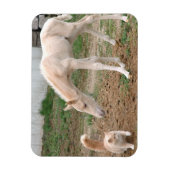Palomino Baby Horse und Barn Cat Magnet (Vertikal)