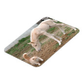 Palomino Baby Horse und Barn Cat Magnet (Linke Seite)