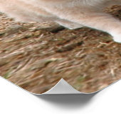 Palomino Baby Horse und Barn Cat Poster (Ecke)