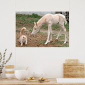 Palomino Baby Horse und Barn Cat Poster (Küche)