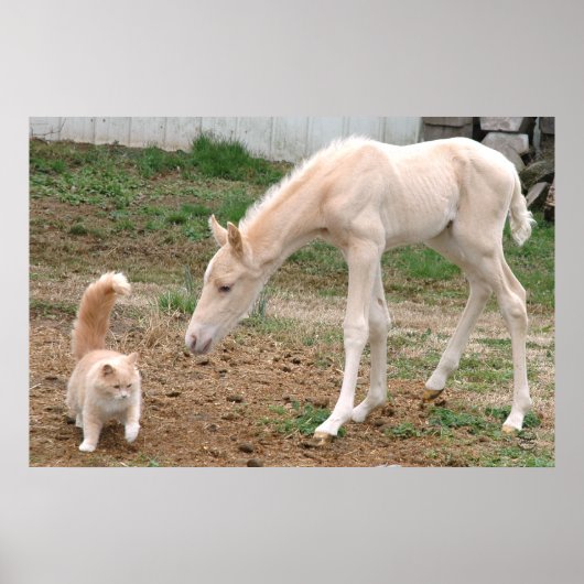 Palomino Baby Horse und Barn Cat Poster (Vorne)