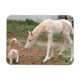 Palomino-Baby-Pferd und Scheunen-Katze Magnet