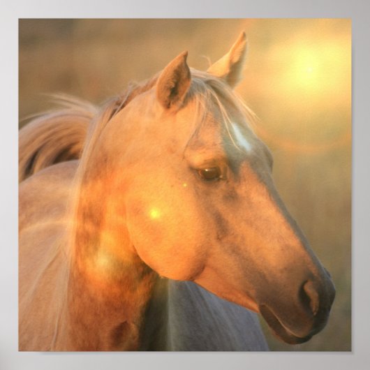 Palomino Canvas Print Poster (Vorne)