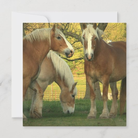 Palomino Einladung für Pferde (Vorderseite)