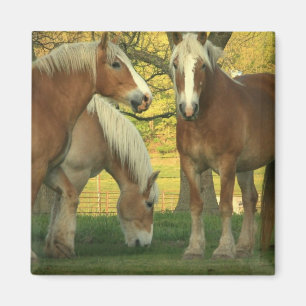 Palomino-Entwurfs-Pferdequadratischer Magnet