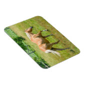 Palomino Farm Horse Magnet (Rechte Seite)