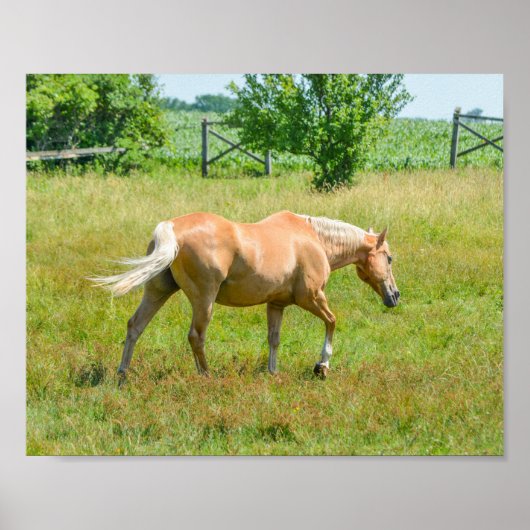 Palomino Farm Horse Poster (Vorne)