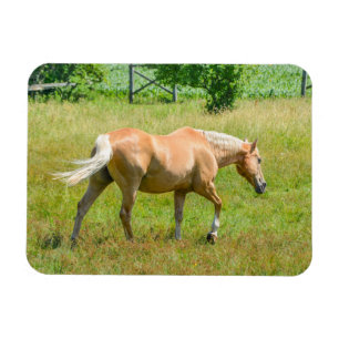 Palomino Farm Pferd Magnet