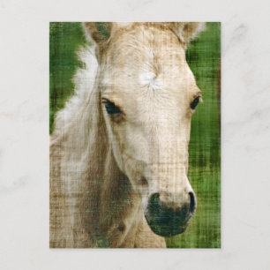 Palomino Foal Postkarte