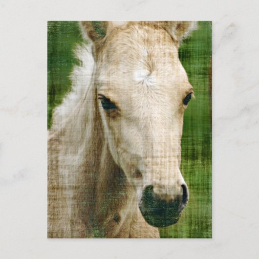 Palomino Foal Postkarte (Vorderseite)