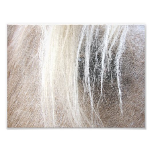 Palomino Fotodruck (Vorne)