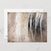 Palomino Grunge Postkarte (Vorne/Hinten)