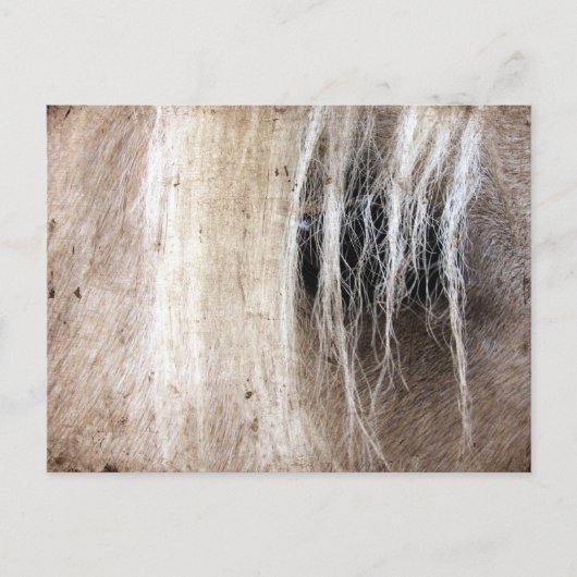 Palomino Grunge Postkarte (Vorderseite)