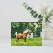 Palomino in der Wiese Postkarte (Stehend Vorderseite)