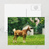 Palomino in der Wiese Postkarte (Vorne/Hinten)
