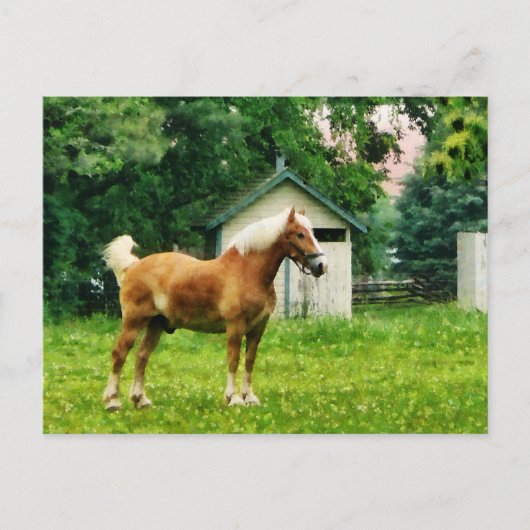 Palomino in der Wiese Postkarte (Vorderseite)