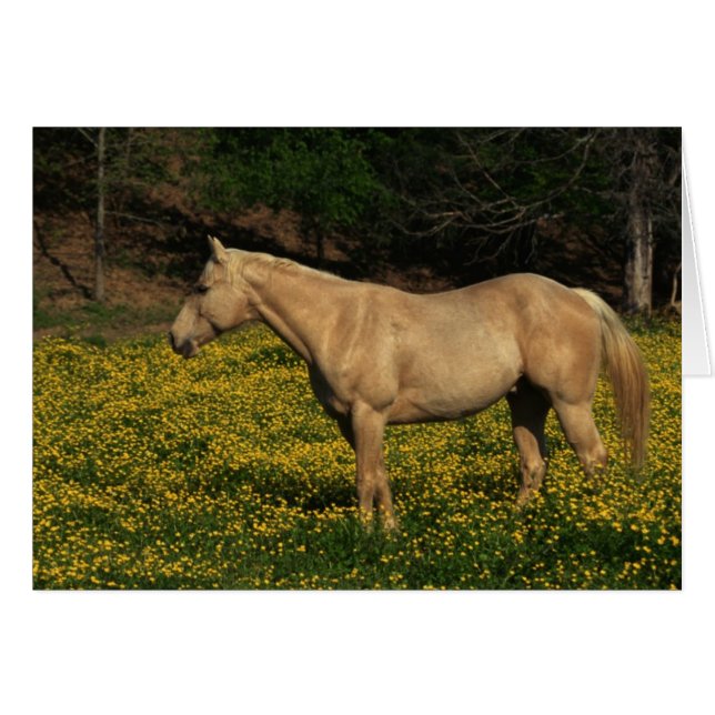Palomino in gelben Blumen (Vorderseite (Horizontal))