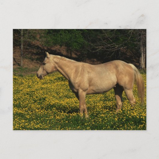 Palomino in gelben Blumen Postkarte (Vorderseite)