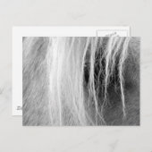 Palomino in Schwarz und Weiß Postkarte (Vorne/Hinten)