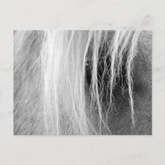 Palomino in Schwarz und Weiß Postkarte (Vorderseite)