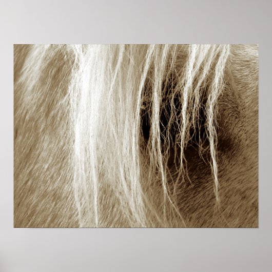 Palomino in Sepia Poster (Vorne)