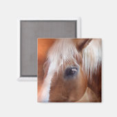 Palomino Magnet (Vorderseite/Rückseite)