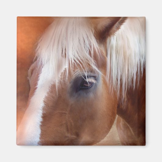 Palomino Magnet (Vorne)