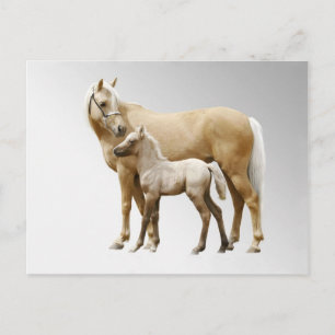 Palomino Mare & Foal Postkarte