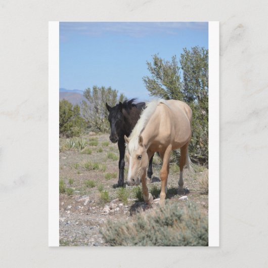 Palomino Mustang Postkarte (Vorderseite)