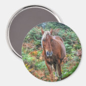 Palomino New Forest Pony Pferde-Liebhaber Geschenk Magnet (Vorderseite/Rückseite)
