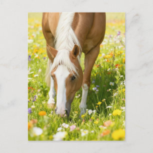 Palomino-Paint-Horse auf der Wiesenblumenwiese Postkarte