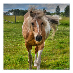 Palomino Paint Horse & Field Foto Poster