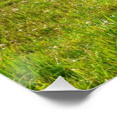 Palomino Paint Horse & Field Foto Poster (Ecke)