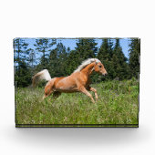 Palomino Pferd durch eine Wiese Fotoblock (Vorderseite)